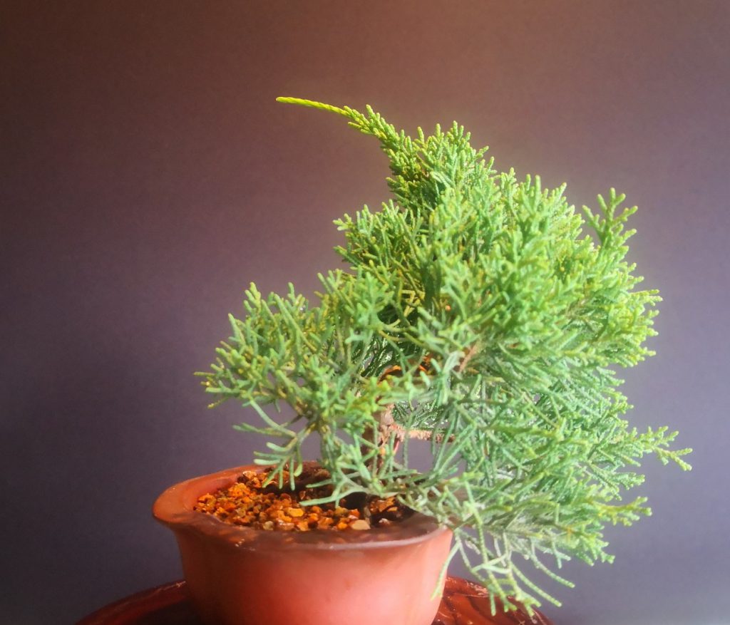 JUNIPERUS CHINENSIS KISHU - Estudio Bonsái David Benavente