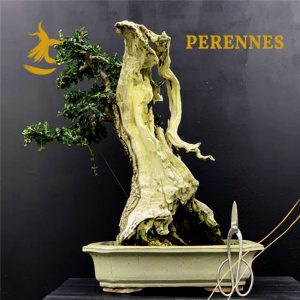 Perennes