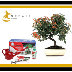 Pyracantha 10 años