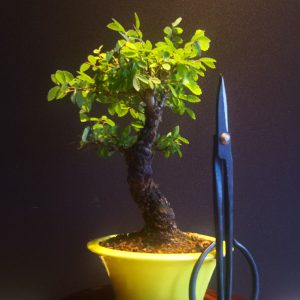 Zelkova Nire