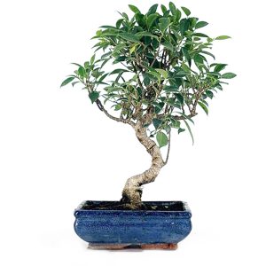 Ficus retusa tiger barks 10 años