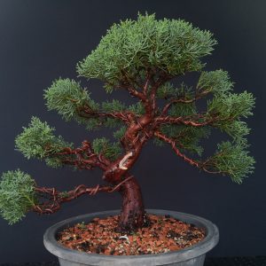 Juniperus chinensis kishu
