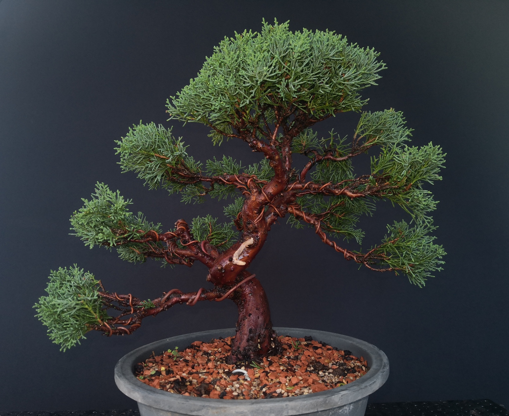 Juniperus chinensis kishu