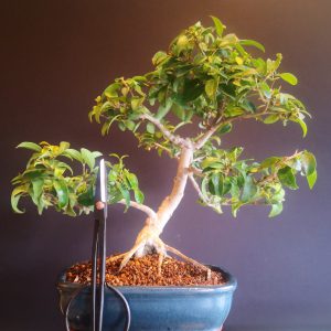 ligustrum