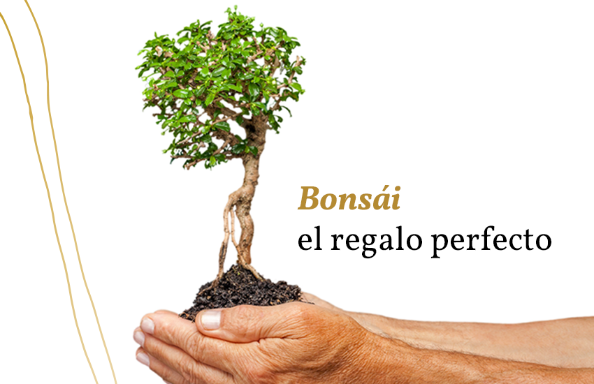 regalar un bonsai