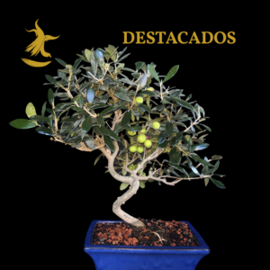 Destacados