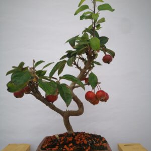 manzano malus everest